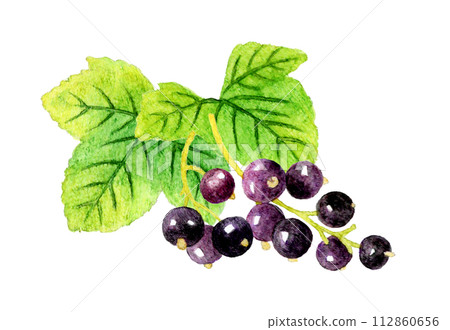黑醋栗和葉子水果手繪水彩插畫素材 112860656