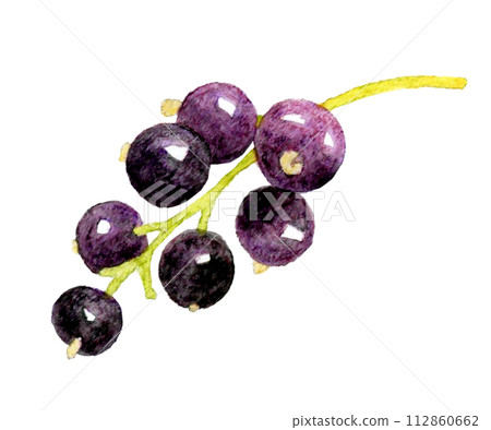 Blackcurrant fruit hand-drawn watercolor illustration material 112860662
