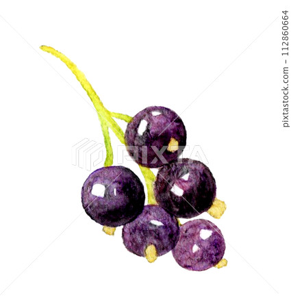 Blackcurrant fruit hand-drawn watercolor illustration material Blackcurrant fruit hand-drawn watercolor illustration material 112860664