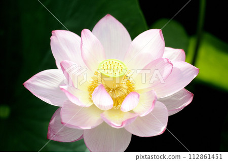 Lotus flowers seen in the countryside 112861451