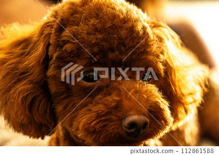 Twilight of the toy poodle Twilight of the toy poodle 112861588