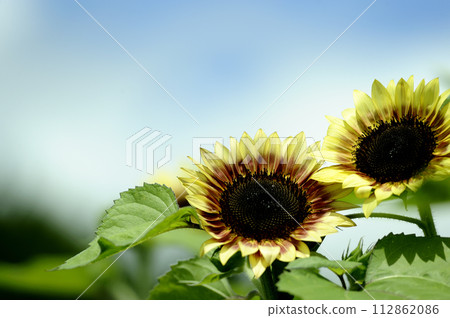 Sunflower field I saw someday 112862086