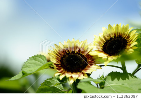 Sunflower field I saw someday 112862087