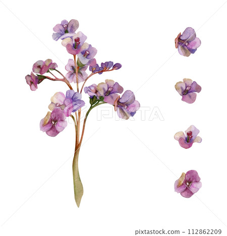 Hand drawn watercolor illustration shabby boho botanical flowers. Bergenia lungwort pulmonaria angelonia bacopa heliotrope, sea lavender. Single object isolated on white. Design wedding, love cards Hand drawn watercolor illustration shabby boho botanical flowers. Bergenia lungwort pulmonaria angelonia bacopa heliotrope, sea lavender. Single object isolated on white. Design wedding, love cards 112862209