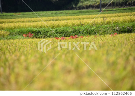 A cluster amaryllis that blooms in the rice field of rice fields 112862466