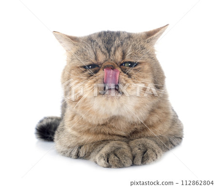 exotic shorthair 112862804