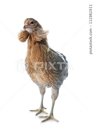 gray araucana chicken gray araucana chicken 112862811