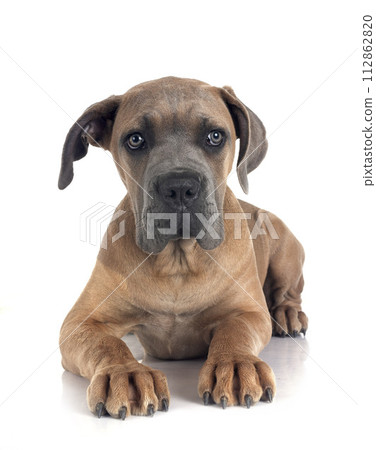 puppy cane corso puppy cane corso 112862820