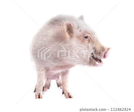 miniature pig in studio 112862824