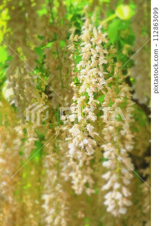 清爽的白色紫藤盛開 清爽的白色紫藤盛開 112863099