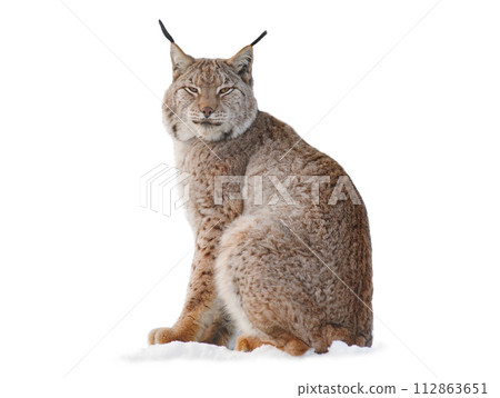 Carpathian lynx sitting on the snow isolated on a white background 112863651
