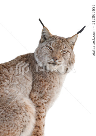 portrait carpathian lynx sitting on the snow isolated on a white background 112863653