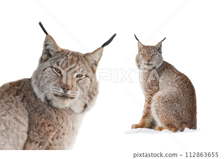 Carpathian lynx sitting on the snow isolated on a white background 112863655