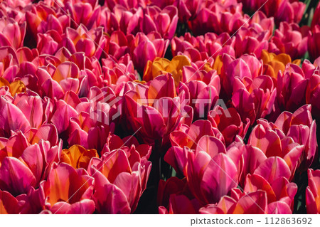 Pink Tulip flowers blooming in the garden field landscape. Beautiful spring garden with many red tulips outdoors. Blooming floral park in sunrise light. Stripped tulips growing in flourish meadow 112863692