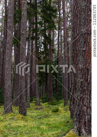 Essence of Scottish forest with straight, tall pine trees and a green moss blanket 112863785