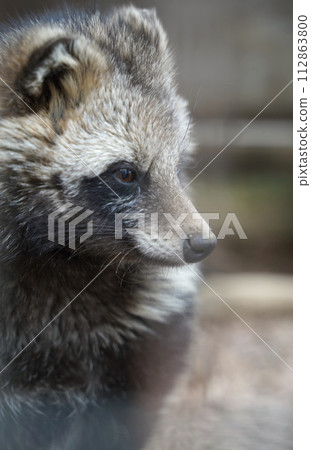 Animals at Yumemigasaki Zoological Park in Kawasaki City, Kanagawa Prefecture, Japan 112863800