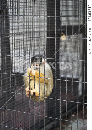 Animals at Yumemigasaki Zoological Park in Kawasaki City, Kanagawa Prefecture, Japan 112863813