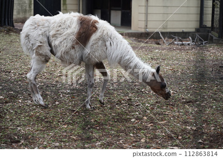Animals at Yumemigasaki Zoological Park in Kawasaki City, Kanagawa Prefecture, Japan Animals at Yumemigasaki Zoological Park in Kawasaki City, Kanagawa Prefecture, Japan 112863814