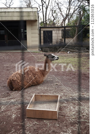 Animals at Yumemigasaki Zoological Park in Kawasaki City, Kanagawa Prefecture, Japan Animals at Yumemigasaki Zoological Park in Kawasaki City, Kanagawa Prefecture, Japan 112863816