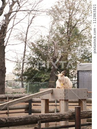 Animals at Yumemigasaki Zoological Park in Kawasaki City, Kanagawa Prefecture, Japan 112863821