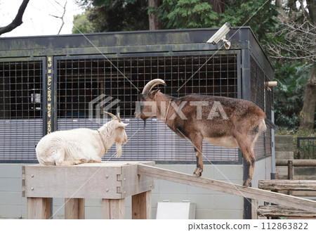Animals at Yumemigasaki Zoological Park in Kawasaki City, Kanagawa Prefecture, Japan 112863822