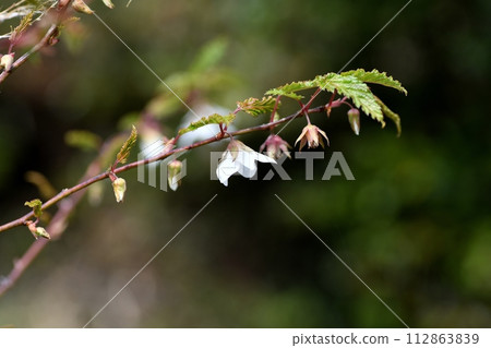 Fir Fir Flowers 112863839