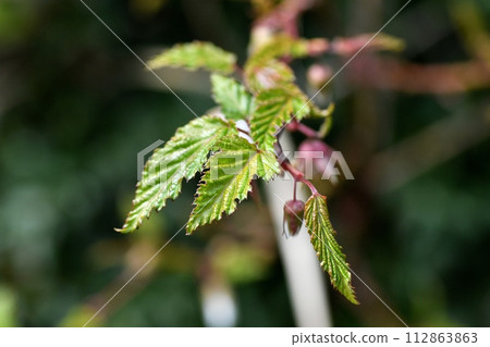 Momiji strawberry leaves Momiji strawberry leaves 112863863
