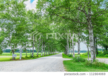 Hokkaido Famous Tourist Spot Beautiful Green Summer Tokachi Farm Lined with White Birch Trees 112864069