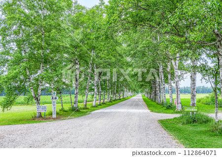 Hokkaido Famous Tourist Spot Beautiful Green Summer Tokachi Farm Lined with White Birch Trees 112864071