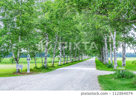 北海道著名旅遊勝地白樺林立的美麗綠色夏季十勝農場 112864074