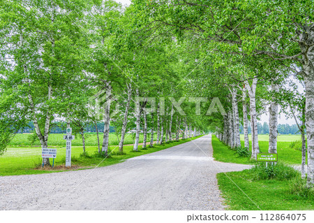 北海道著名旅遊勝地白樺林立的美麗綠色夏季十勝農場 112864075