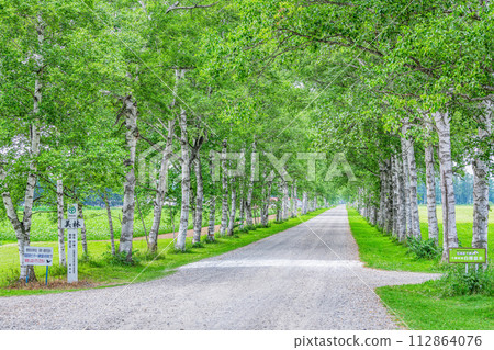 Hokkaido Famous Tourist Spot Beautiful Green Summer Tokachi Farm Lined with White Birch Trees 112864076