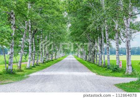 Hokkaido Famous Tourist Spot Beautiful Green Summer Tokachi Farm Lined with White Birch Trees Hokkaido Famous Tourist Spot Beautiful Green Summer Tokachi Farm Lined with White Birch Trees 112864078