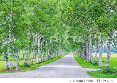 Hokkaido Famous Tourist Spot Beautiful Green Summer Tokachi Farm Lined with White Birch Trees 112864079