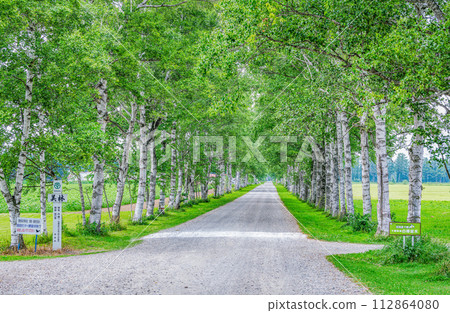 Hokkaido Famous Tourist Spot Beautiful Green Summer Tokachi Farm Lined with White Birch Trees 112864080