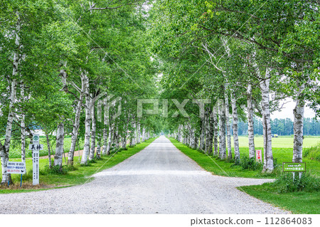 Hokkaido Famous Tourist Spot Beautiful Green Summer Tokachi Farm Lined with White Birch Trees 112864083