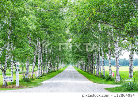 Hokkaido Famous Tourist Spot Beautiful Green Summer Tokachi Farm Lined with White Birch Trees 112864084