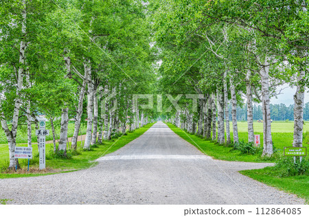 Hokkaido Famous Tourist Spot Beautiful Green Summer Tokachi Farm Lined with White Birch Trees 112864085