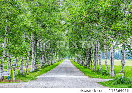 Hokkaido Famous Tourist Spot Beautiful Green Summer Tokachi Farm Lined with White Birch Trees 112864086