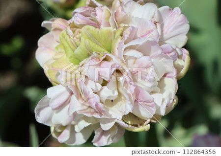Tulip flowers with a wide variety of varieties that you will never get tired of. 112864356
