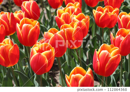 七朵可愛的彩色鬱金香花 112864368