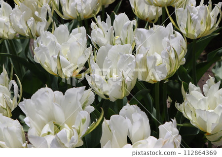 Six cute colorful tulips 112864369