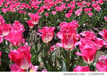 Tulip Fest is a popular spring event. 112864385