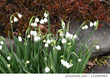 在我的花園裡拍攝的水仙花 在我的花園裡拍攝的水仙花 112864409