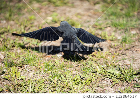 On a sunny day, the jackdaw spread its wings and flies low to the ground. On a sunny day, the jackdaw spread its wings and flies low to the ground. 112864517
