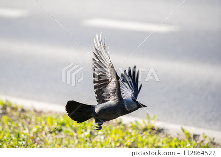 On a sunny day, the jackdaw spread its wings and flies low to the ground. On a sunny day, the jackdaw spread its wings and flies low to the ground. 112864522