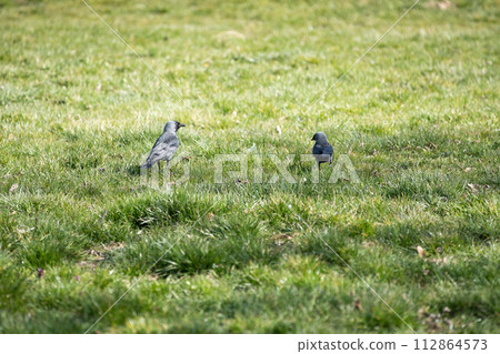 On a sunny day, the jackdaw looks for food in the green grass. On a sunny day, the jackdaw looks for food in the green grass. 112864573