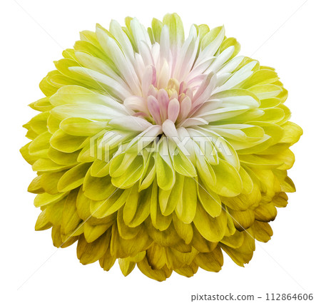 flower yellow chrysanthemum . Flower isolated on the black background. No shadows with clipping path. Close-up. Nature. flower yellow chrysanthemum . Flower isolated on the black background. No shadows with clipping path. Close-up. Nature. 112864606