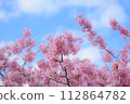 粉紅色的櫻花和藍天 112864782