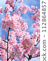 櫻花盛開，藍藍的天空 112864857